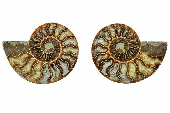 Cut & Polished, Agatized Ammonite Fossil - Madagascar #191601